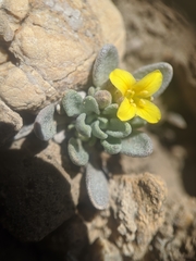 Physaria kingii kingii