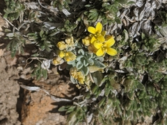 Physaria kingii kingii