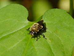 Microdon megalogaster