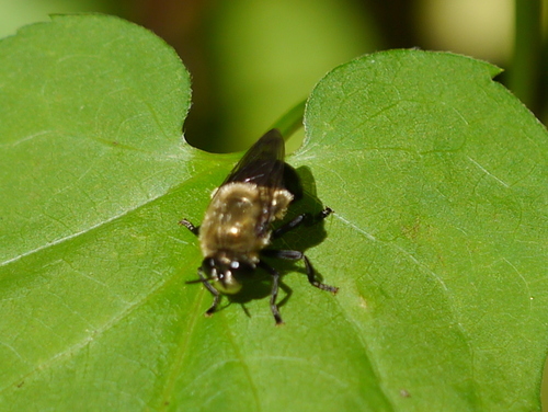 Black-bodied Ant Fly photo 2