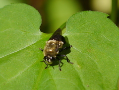 Microdon megalogaster
