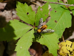 Laphria sericea