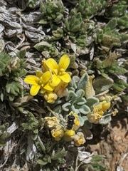 Physaria kingii kingii