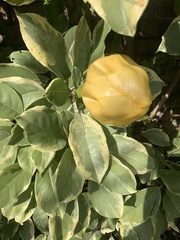 Solandra maxima