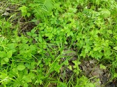 Poa alsodes
