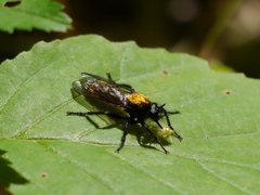 Laphria sericea