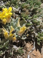 Physaria kingii kingii