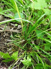 Poa alsodes