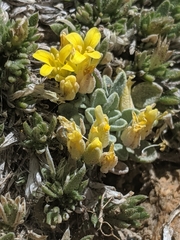 Physaria kingii kingii