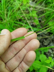 Poa alsodes