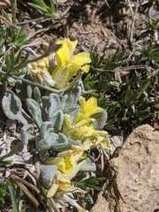 Physaria kingii kingii