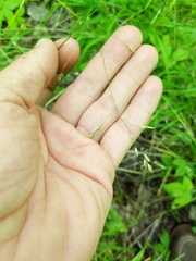 Poa alsodes