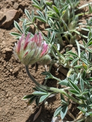 Trifolium andersonii