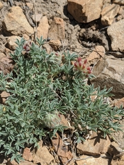 Trifolium andersonii