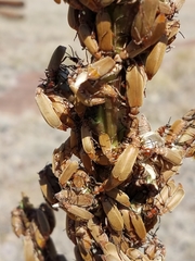 Epicauta ochrea
