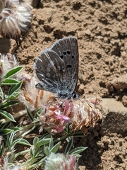 Trifolium andersonii