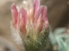 Trifolium andersonii