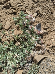 Trifolium andersonii