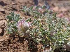 Trifolium andersonii