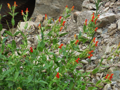 Erythranthe cinnabarina