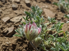 Trifolium andersonii