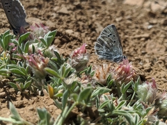 Trifolium andersonii