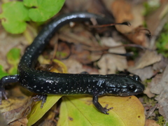 Plethodon teyahalee