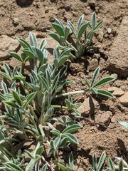 Trifolium andersonii