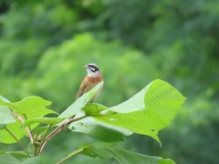 Emberiza cioides