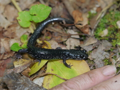 Plethodon teyahalee