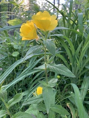 Oenothera pilosella