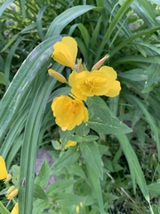 Oenothera pilosella