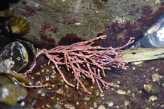 Calliarthron tuberculosum