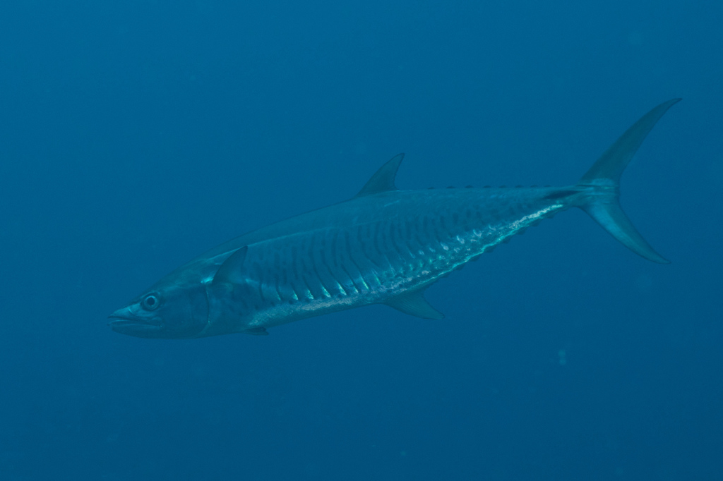Albacore (Scomberomorus commerson) — Scombridae