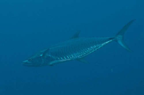 Albacore (Scomberomorus commerson) — Scombridae