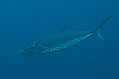 Scomberomorus commerson