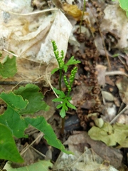 Botrychium angustisegmentum