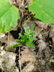 Botrychium angustisegmentum