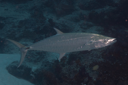 Narrow-banded Spanish Mackerel