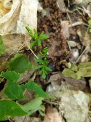 Botrychium angustisegmentum