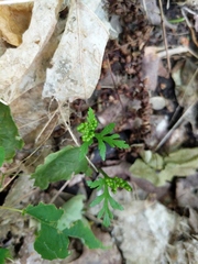 Botrychium angustisegmentum