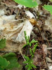 Botrychium angustisegmentum