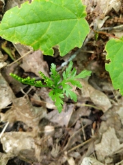 Botrychium angustisegmentum