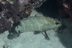 Epinephelus polyphekadion