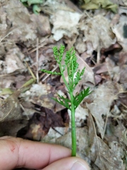 Botrychium angustisegmentum