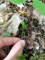 Botrychium angustisegmentum