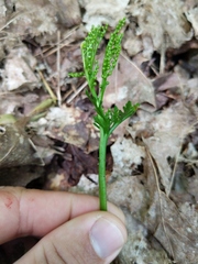 Botrychium angustisegmentum