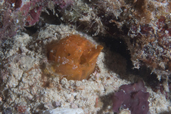 Lysiosquilloides mapia