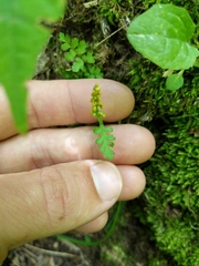 Botrychium matricariifolium