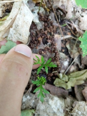 Botrychium angustisegmentum